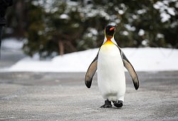 Pinguin bei der &laquo;Penguin Parade&raquo; im Cincinnati Zoo - John Minchillo/AP/dpa-tmn