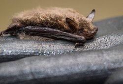 Fledermaus sitzt in der Fledermaus-Station auf einem Handschuh - Ole Spata/dpa/dpa-tmn