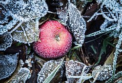 Apfel liegt bei Frost zwischen Laubblättern - Christin Klose/dpa-tmn