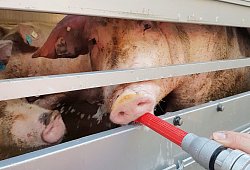 Polizei stoppt Tiertransport - Polizei Dortmund