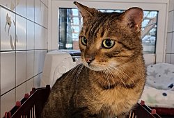 Neujahrs-Wunder im G&uuml;tersloher Tierheim - Tierheim G&uuml;tersloh