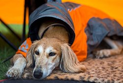 Windhund liegt bei Regen in einem Zelt - Jens Büttner/dpa/dpa-tmn