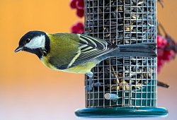 Kohlmeise sitzt an einer Futterstelle - Patrick Pleul/dpa/dpa-tmn