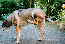 Ein Hund kratzt sich - Markus Scholz/dpa-tmn
