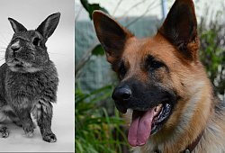 Schäferhund tötet Kaninchen - Symbolbild: Pixabay