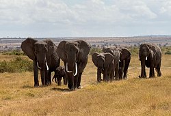 Elefanten in Afrika - Eva Krafczyk/dpa