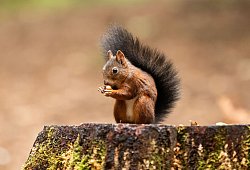 Eichh&ouml;rnchen frisst eine Nuss - Silas Stein/dpa/dpa-tmn