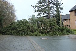 Sturmschaden - Carolin Brokmann