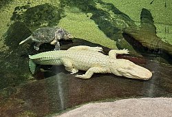 Albino-Alligator Claude gestorben - Jeff Chiu/AP/dpa