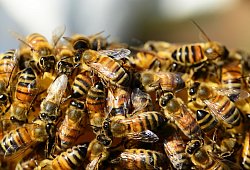 Bienen - Pixabay