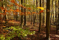 Herbstwald im Siebengebirge - Henning Kaiser/dpa