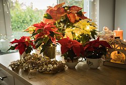 Weihnachtssterne auf einem Tisch - Christin Klose/dpa-tmn