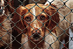 animal-welfare-g79121b9eb_1280 - Symbolbild: Pixabay