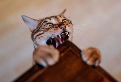 Katze zeigt an einem Tisch ihre Z&auml;hne - Axel Heimken/dpa/dpa-tmn