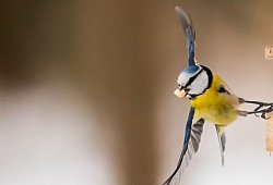 Eine Blaumeise an einer Vogelfutter-Station - Christoph Soeder/dpa/dpa-tmn