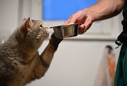 Eine Katze streckt ihre Pfote zu dem Futternapf - Helena Dolderer/dpa/dpa-tmn