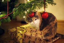 Katze sitzt unter einem geschmückten Weihnachtsbaum - Ina Fassbender/dpa-tmn