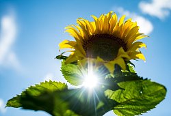 Sonnenblume - Foto: Patrick Pleul