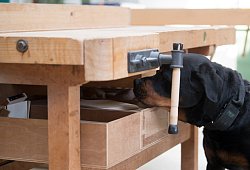 Spürhund - Federico Gambarini/dpa