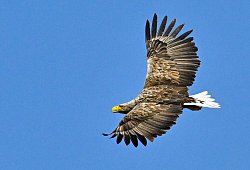 Seeadler (Haliaeetus albicilla) - Patrick Pleul/dpa/dpa-tmn