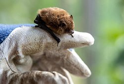 Fledermaus - Daniel Karmann/dpa/dpa-tmn