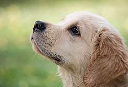 Golden-Retriever - Minka2507/Pixabay