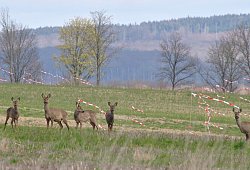 Rehe im Beller Feld - Sabine R&ouml;ntgen-Schmalenberg