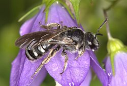 Glockenblumen-Schmalbiene ist Wildbiene des Jahres 2026 - Nabu Baden-W&uuml;rttemberg/dpa