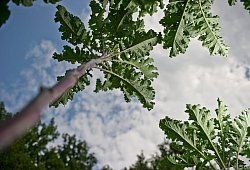 Lippische Palme - Privat