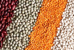 Rote und wei&szlig;e Bohnen, Erbsen und rote Linsen - Silas Stein/dpa/dpa-tmn