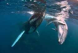 Schnorcheln mit Buckelwalen - Gene Flipse/Conscious Breath Adventures/dpa-tmn