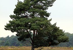 pixabay-annaer-tree-185096 - 1 - pixabay/AnnaER