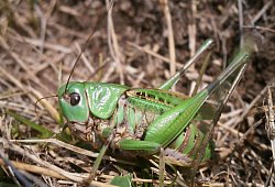 DasInsekt des Jahrs 2026: Der Warzenbei&szlig;er - Schmitt/Senckenberg/dpa