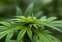 Marihuana - Symbolbild: Pixabay