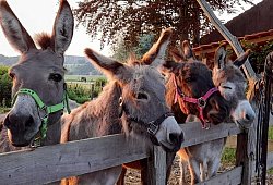 Esel Rosenhof - Rosenhof