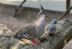 Vogelpark - Vogelpark Heiligenkirchen