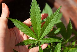 Cannabis-Legalisierung - Piaxabay