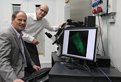 Physiker Thomas Huser (l.) und Chirurg Jan Schulte am Esch betrachten die Aufnahme einer Lebergewebeprobe, auf der die Gewebestrukturen und Gallengänge zu sehen sind. Visualisierungen dieser Art nutzen die Beiden für ihre Forschung. - Carolin Nieder-Entgelmeier