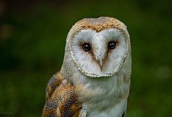 schleiereule_-_flickr_-_konrads_bilderwerkstatt-wikimedia - Guido Konrad