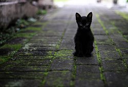 Katze - Symbolbild: Pixabay