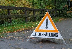 Holzfällung am Büchenberg - Landesverband Lippe