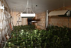 Hanfplantage - Polizei Lippe