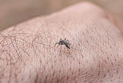 Chikungunyafieber-Ausbruch auf Kuba - Marcelo Camargo/Agencia Brazil/dpa