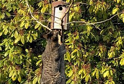 sa_katzen - 1 - Thomas Reineke