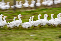 G&auml;nse laufen &uuml;ber eine Wiese - Robert Michael/dpa