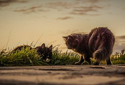 Katze - Symbolfoto: Pixabay