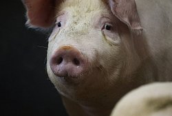 Unsichere Zeiten kommen auf die Schweine zu: Die Schweinepest könnte auch die Tiere in den heimischen Ställen erreichen. - Jörg Stuke