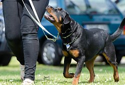 Hundechule - Symbolbild Pixabay