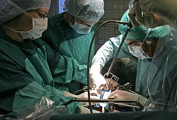 Schweineleber in lebenden Menschen transplantiert - Jan-Peter Kasper/dpa-Zentralbild/dpa