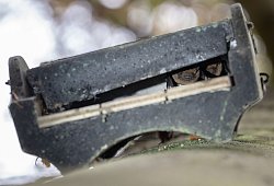 Zwei Fledermäuse in einem Flachkasten am Baum - Swen Pförtner/dpa/dpa-tmn